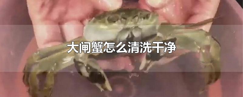 大闸蟹怎么清洗干净