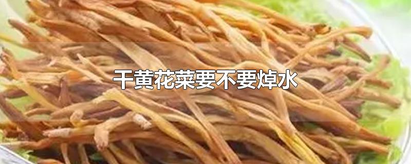 干黄花菜要不要焯水