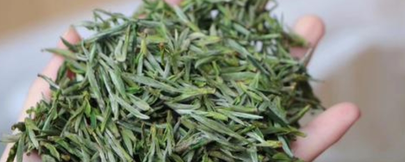 毛峰茶叶属于什么茶