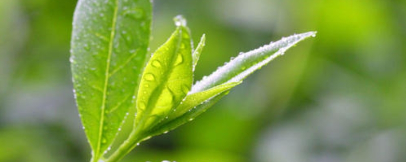 茶叶喝起来会涩是什么原因