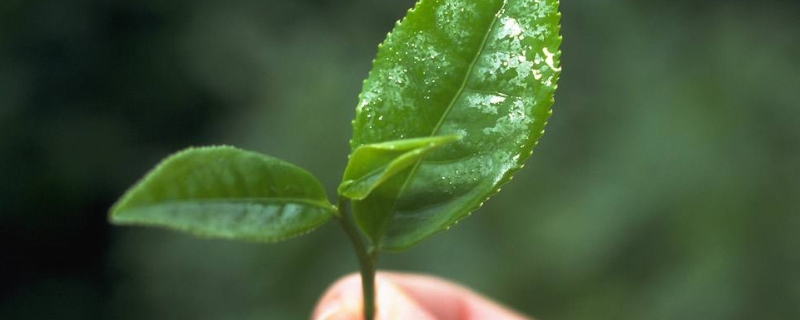 为什么茶叶隔夜不能喝