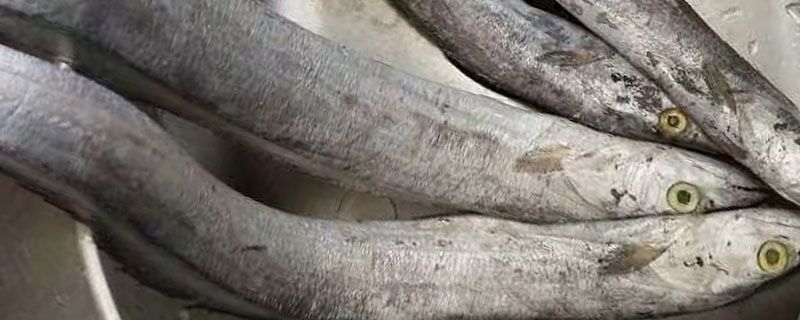 带鱼和刀鱼的区别在哪里?