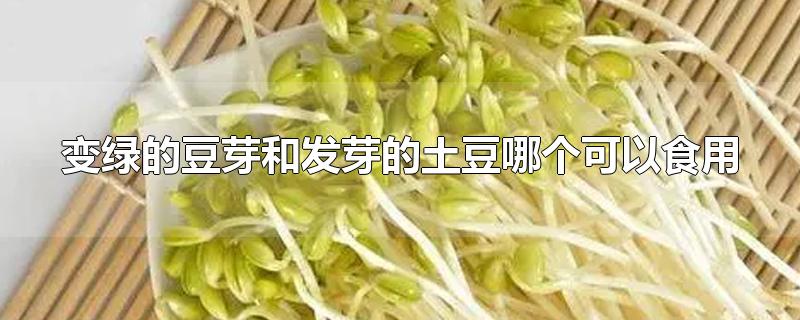 变绿的豆芽和发芽的土豆哪个可以食用