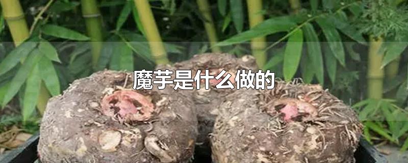 魔芋是什么做的