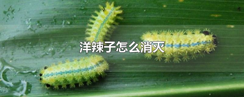 洋辣子怎么消灭