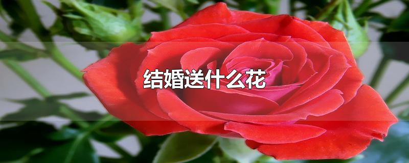 结婚送什么花