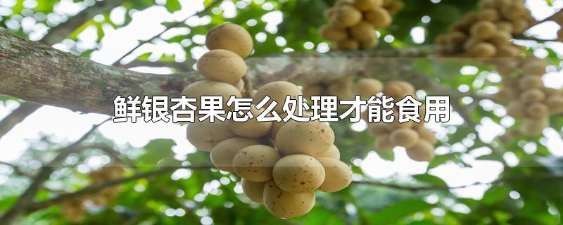 鲜银杏果怎么处理才能食用