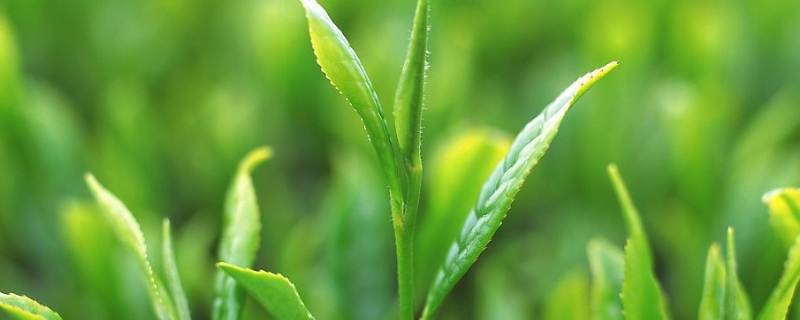 茶叶最好的季节是什么时候