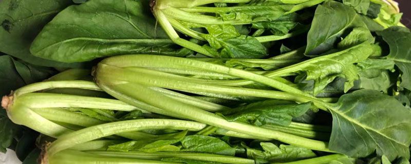 青菜的长期保存方法