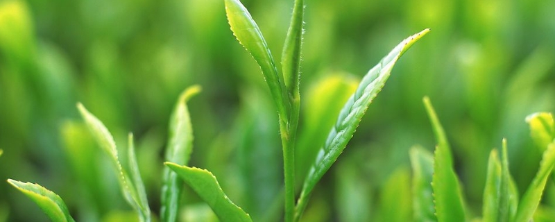 茶叶的可溶性物质指的是什么