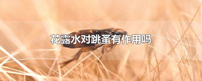 花露水对跳蚤有作用吗