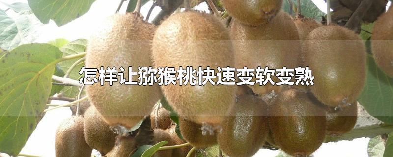 怎样让猕猴桃快速变软变熟