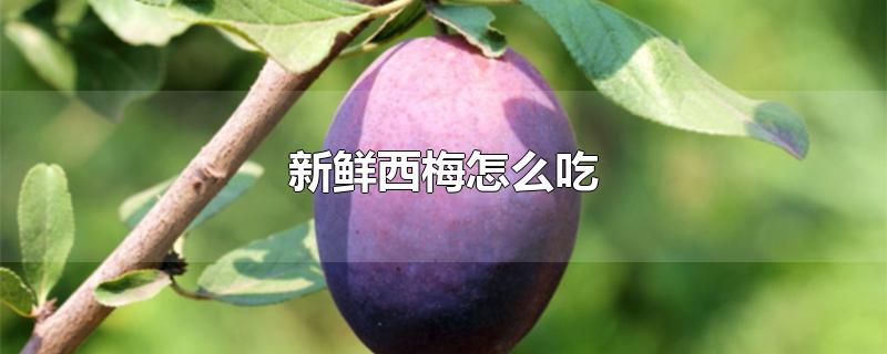 新鲜西梅怎么吃