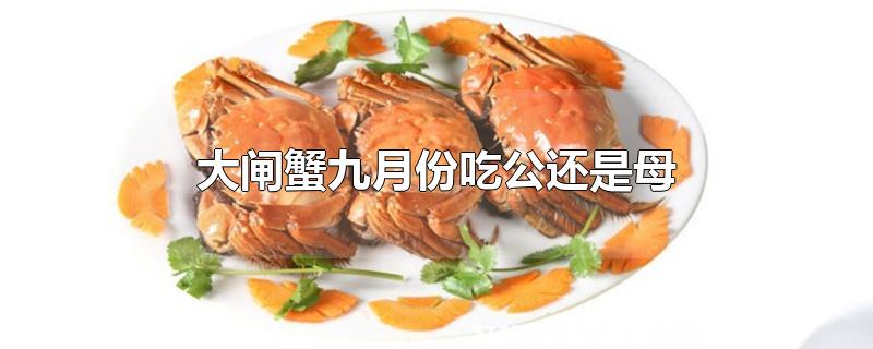 大闸蟹九月份吃公还是母