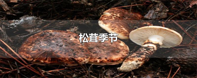 松茸季节