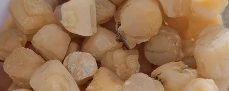 煮扇贝是冷水还是热水下锅