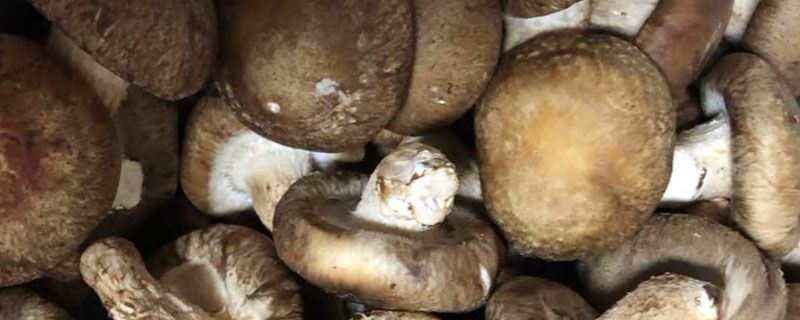 香菇焯水后冷冻行吗