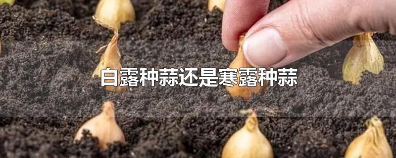 白露种蒜还是寒露种蒜