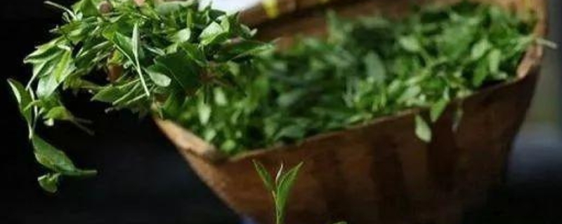 茶叶的萎凋是什么意思