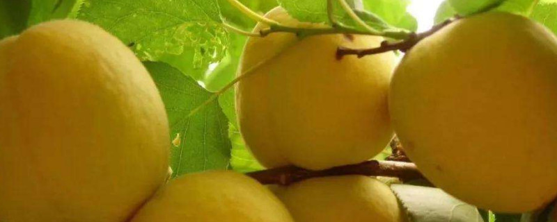 中国三大黄桃产地