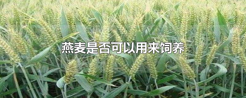 燕麦是否可以用来饲养