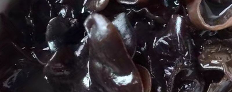 木耳煮熟后能隔天吃吗