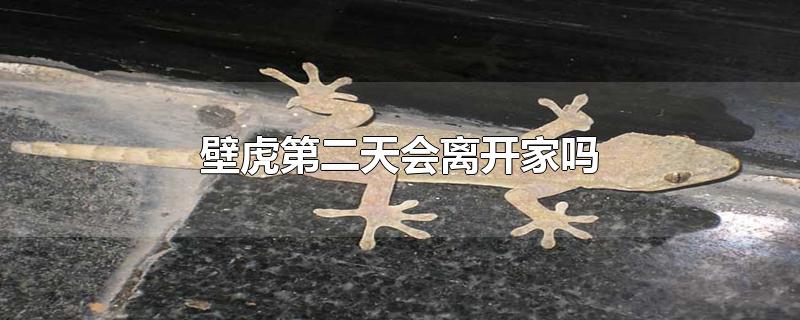 壁虎第二天会离开家吗