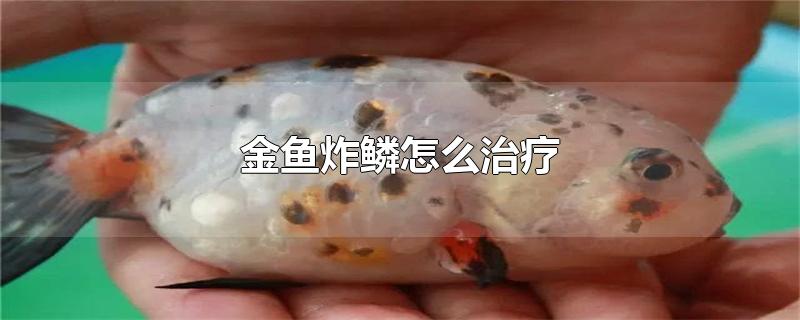 金鱼炸鳞怎么治疗