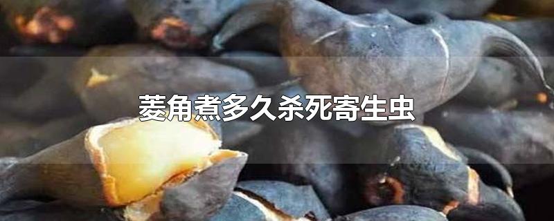 菱角煮多久杀死寄生虫