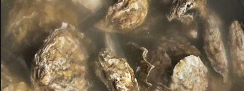 生蚝肉里面的屎要挤掉吗