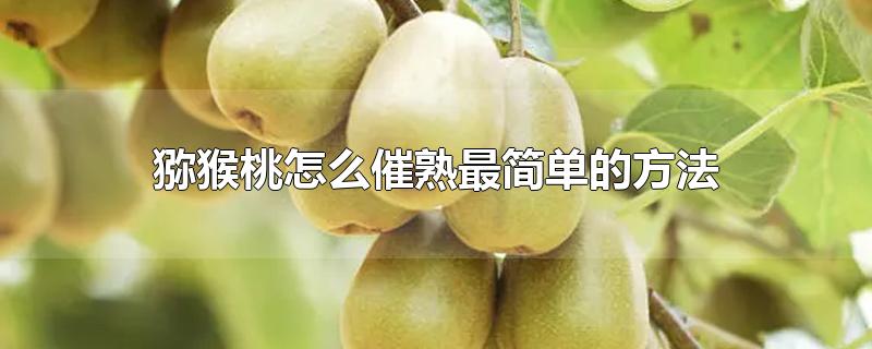 猕猴桃怎么催熟最简单的方法