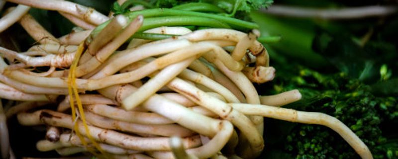 鱼腥草开花还能吃吗