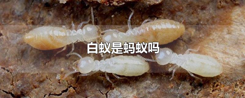 白蚁是蚂蚁吗