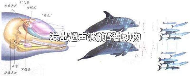发出超声波的5种动物