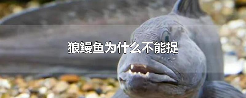 狼鳗鱼为什么不能捉
