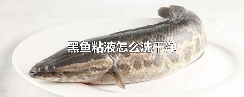 黑鱼粘液怎么洗干净