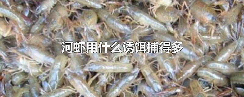 河虾用什么诱饵捕得多