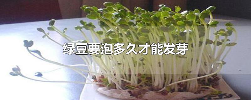绿豆要泡多久才能发芽