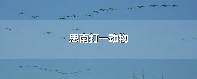 思南打一动物