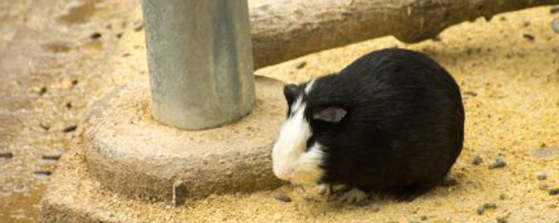 豚鼠和荷兰猪的区别