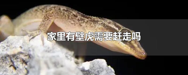 家里有壁虎需要赶走吗
