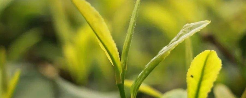 谷雨仙属于什么类型的茶叶