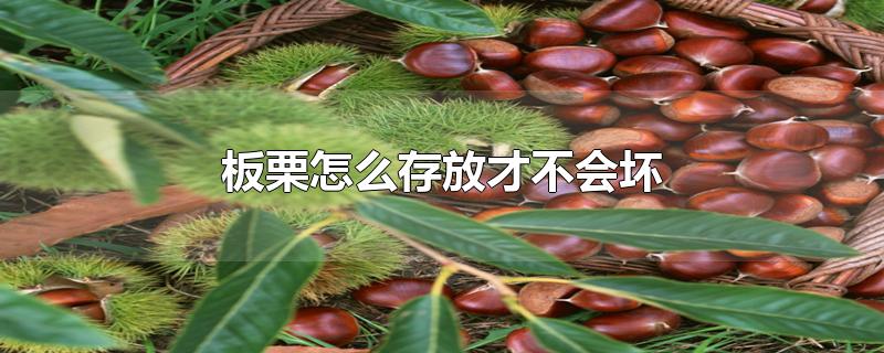 板栗怎么存放才不会坏