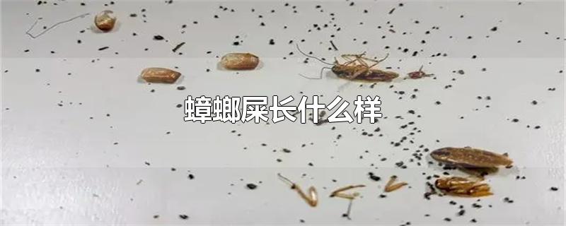 蟑螂屎长什么样