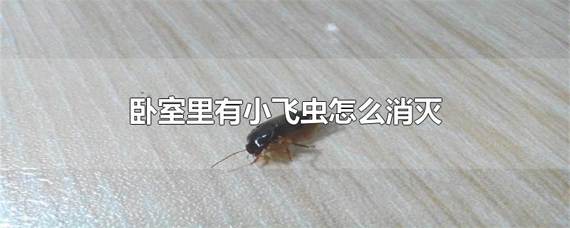卧室里有小飞虫怎么消灭