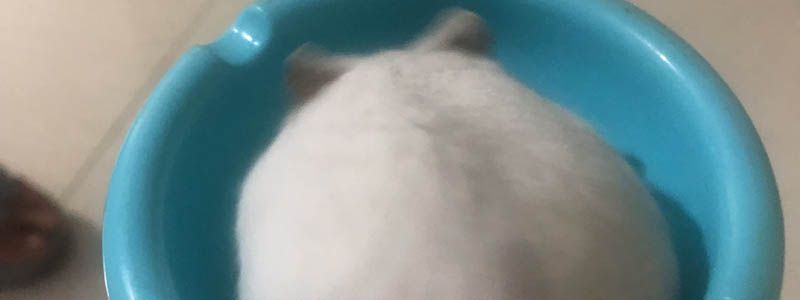 老鼠怕樟脑丸吗