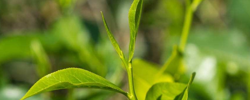 茶叶中的马肉是什么