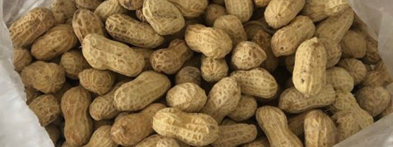 带皮花生煮多久