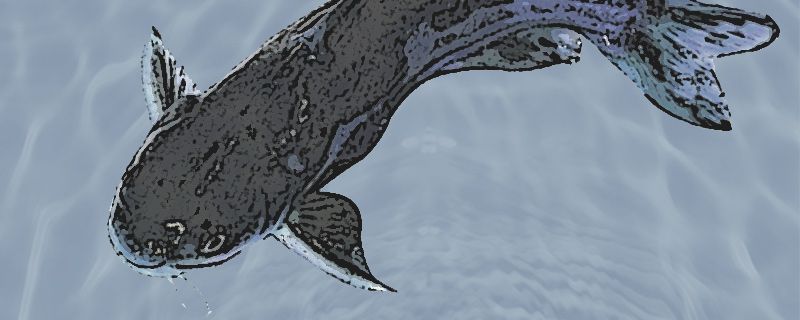 黄鳝怎么养在家里?