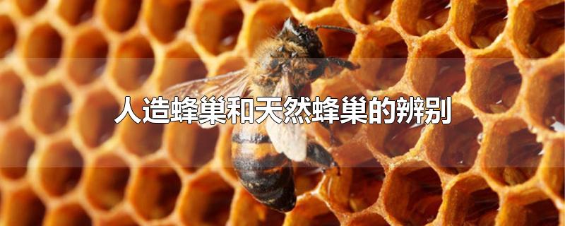 人造蜂巢和天然蜂巢的辨别